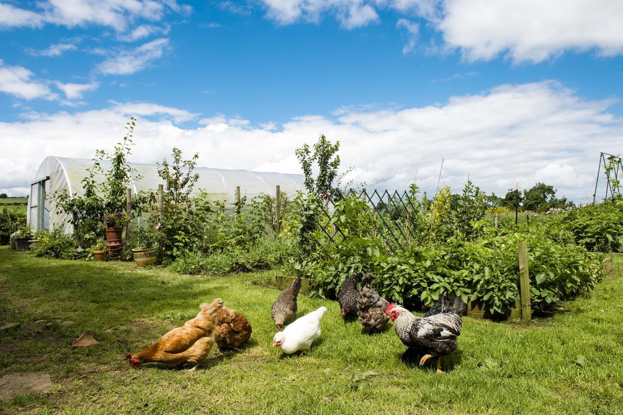Peartree Hill Bed & Breakfast Dundonald  Bagian luar foto